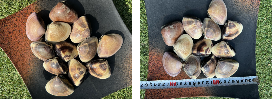 はまぐりのイメージ写真