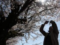 「第3回九十九里桜フォトコンテストin宮島親水公園」開催! 「第3回九十九里桜フォトコンテストin宮島親水公園」開催!