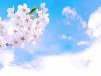 3月31日は九十九里桜フェスティバル!宮島池親水公園で楽しくお花見♪ 3月31日は九十九里桜フェスティバル!宮島池親水公園で楽しくお花見♪