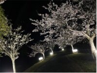 宮島池親水公園にて桜ライトアップ実施中！