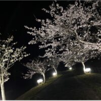 宮島池親水公園にて桜ライトアップ実施中！