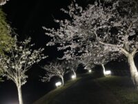 宮島池親水公園にて桜ライトアップを開催します！