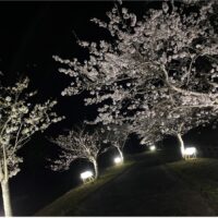 宮島池親水公園にて桜ライトアップを開催します！
